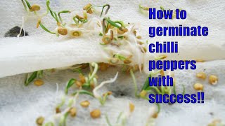 How to germinate chilli pepper seeds paper towel method [upl. by Ardnaik]