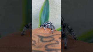 CUTEST JUMPING SPIDERPHIDIPPUS REGIUS🕷🇨🇭 spider cute jumpingspider jumpingspiders araignée [upl. by Folberth]