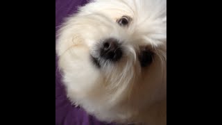 Perro y Gatos Coton de tulear dog cat funny videos graciosos I Lorentix [upl. by Ahar657]