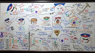 Cell mediated immunity Lecture 13 Module 309 [upl. by Ettereve164]