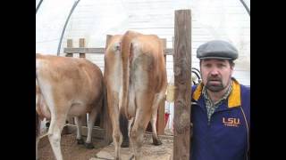 Milking our Jersey Cow by milking machine [upl. by Aynam]