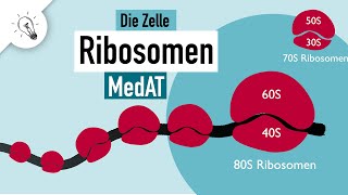 Ribosomen Aufbau amp Funktion  MedAT  Biologie [upl. by Sairtemed928]