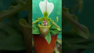 shortvideo paphiopedilum spicerianum species orchid [upl. by Htenaj546]