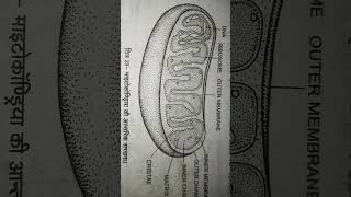 Mitochondria internal structerimportantquetions trending [upl. by Luoar]