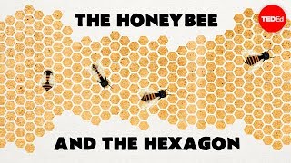 Why do honeybees love hexagons  Zack Patterson and Andy Peterson [upl. by Acimad]