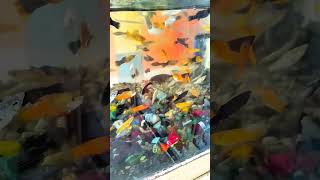 Moly Fish 🐟 🐠मौलीफिशমলি ফিশCichlidBros Petsman0 [upl. by Nahum]