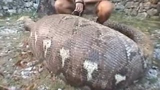 Snakes  Watch This Python Autopsy  Ultimate Killers  BBC Studios [upl. by Anoek]