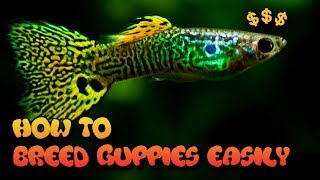 HOW TO BREED GUPPIES 3 EASY WAYS [upl. by Tiossem341]