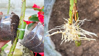 Extract rose branches with aloe leaves  Use plastic bottles to extract rose branches [upl. by Herrera546]