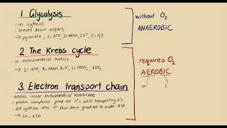 Summary of cell respiration  Energy for cells  meriSTEM [upl. by Sukramaj305]