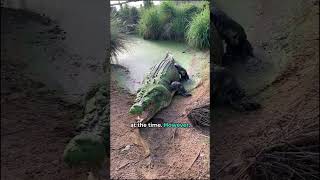 Lolong Crocodile  Worlds Largest Crocodile shorts DeepNature [upl. by Ecienahs]