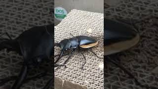 Dynastes Hercules vs Odontolabis Cuvera digimon beetle animals pokemon insects bugs [upl. by Buyse31]