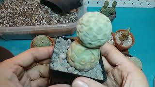 My collection of Tephrocactus [upl. by Odranoel]