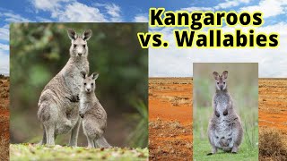 Kangaroos vs Wallabies How to Distinguish Them [upl. by Atsirtal]