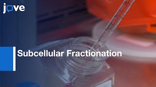 Subcellular Fractionation ERK ActivationMitochondrialDerived Peptide Treatment l Protocol Preview [upl. by Secundas468]