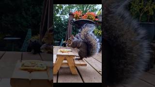 Squirrel PanPan kicks food off the table 😅 [upl. by Airual270]