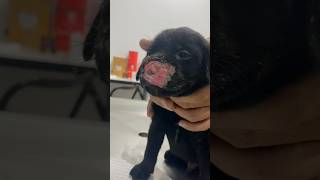 Helping a puppy breathe after injury [upl. by Leuneb]