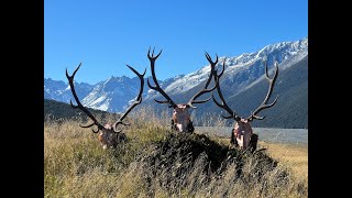 Red Stag Roar  New Zealand 2023 [upl. by Aehcim]