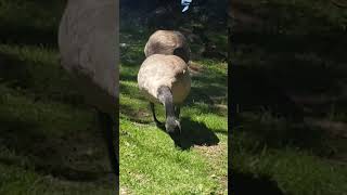 Extremely Hungry Geese 😆 [upl. by Anikal]