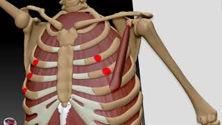 Anatomí­a 3D para artistas 2 musculos intercostales oblicuo interno pectoral menor y subescapular [upl. by Sinegold]