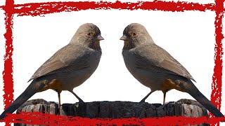 5 Minutes California Towhee CallSoundSong [upl. by Ericksen]