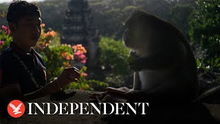 David Attenborough reveals longtailed macaques barter with tourists by stealing phones [upl. by Ahtela423]