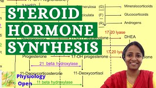 Steroid hormone synthesis pathway  Adrenal gland hormones  Endocrine system lecture mbbs 1st year [upl. by Ahsim403]