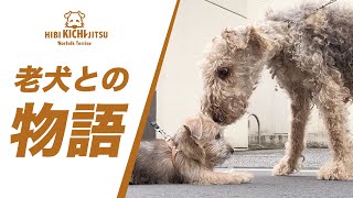 子犬キチ 14歳の巨大なエアデール・テリアに出会う【ノーフォークテリア Terrier puppy dog 】 [upl. by Otrebide672]