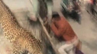 Leopard on the loose Wild big cat sparks panic in Indian hospital [upl. by Odnam]