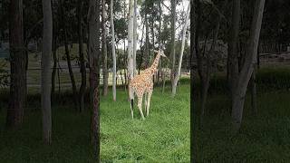 Conocimos Las Jirafas😱🦒Realmente son muy Altas [upl. by Hana]