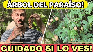 ⚠️ Paraíso Este Árbol Esconde un secreto MORTAL 🐜 Las Hormigas LO ODIAN [upl. by Landry]