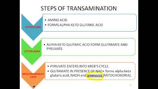 Formation of ammoniaurea and uric acid [upl. by Eanom]