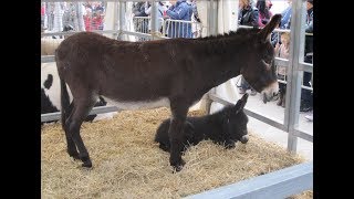 Características y Funciones del Burro  TvAgro por Juan Gonzalo Angel [upl. by Kline]