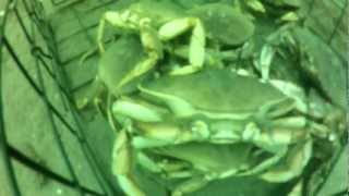 Crabbing with a GoPro in the Puget Sound Everett Wa [upl. by Shirl]