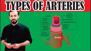 11 Types of Arteries  Elastic arteries  Muscular arteries Arterioles meta arterioles [upl. by Olimac]