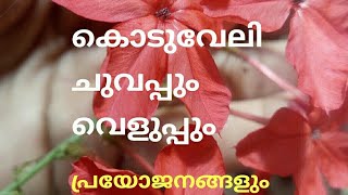 Koduveliകൊടുവേലി വെളുപ്പുംചുവപ്പും [upl. by Nipsirc]