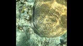 Coral reef snorkelling and finding cool things [upl. by Charmain926]