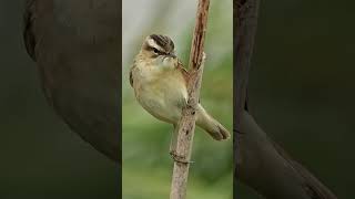 sedge warbler wildlifephotography nature birds [upl. by Timon299]