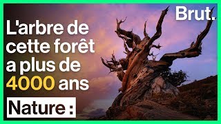 Cette forêt abrite le plus vieil arbre au monde [upl. by Ludlew]