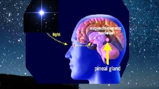 La glándula pineal pituitaria y el Tercer Ojo  mensaje de La Madre Divina [upl. by Knowland]