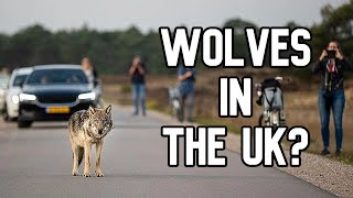 Wolves in the UK  Pros and Cons of Wolf Reintroduction [upl. by Manchester994]