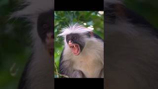 Sound of Zanzibar Red Colobus monkey  Piliocolobus Kirkii monkey Sounds animalsounds monkey [upl. by Ak657]