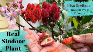 Real Sindoor plantBixa OrellanaLipstick treeHow to grow and its uses BackyardGardeningbySwati [upl. by Tristam414]