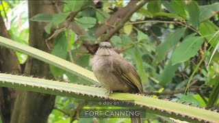 A day at fort canning singapore [upl. by Aryc]