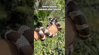 The California Kingsnake Lampropeltis getula californiae 🙌🏼🐍🌎 wildlife facts snake shorts [upl. by Hayimas]