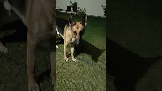 Yarra tere yaari kooldhindisongtrending videosGerman shepherd dogsimbavlog [upl. by Assetan]