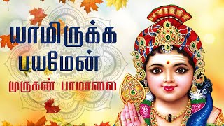 யாமிருக்க பயமேன்  முருகன் பாமாலை  murugan songs in Tamil  murugan padalgal  Harini [upl. by Aisyle]