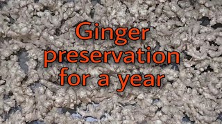 Ginger Harvesting And Storing  How To Store Ginger For A Year  Home made Ginger Preservation [upl. by Sylvia]