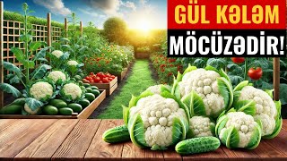 DİQQƏT 90 İnsan Gül Kələminin Bu Faydasını Bilmir [upl. by Nurat]