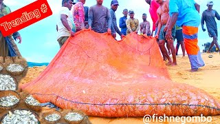 Amazing Seine Fishing Using Tractors  Amazing lot of Big Catch Fishing Skill fishnegombo [upl. by Haynor52]